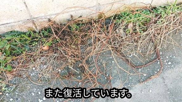 根元を切った半年後には茎が伸びているヤブガラシ