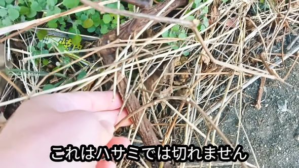 ハサミでは切れないほどに太くなった茎