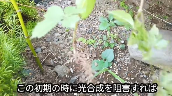 株が小さいうちは簡単に引き抜けるヤブガラシ