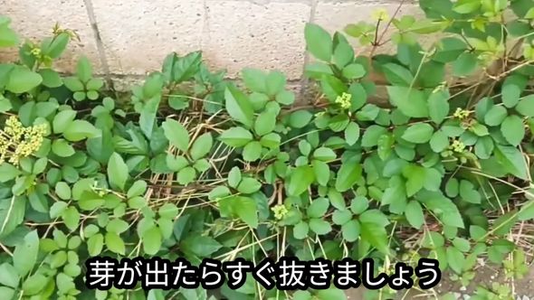 成長した株の芽はすぐに抜く
