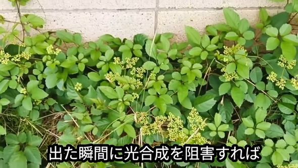 成長した株の芽はすぐに抜いて光合成を阻害する