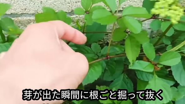 ヤブガラシ対策は根を掘って株を丸ごと抜くこと