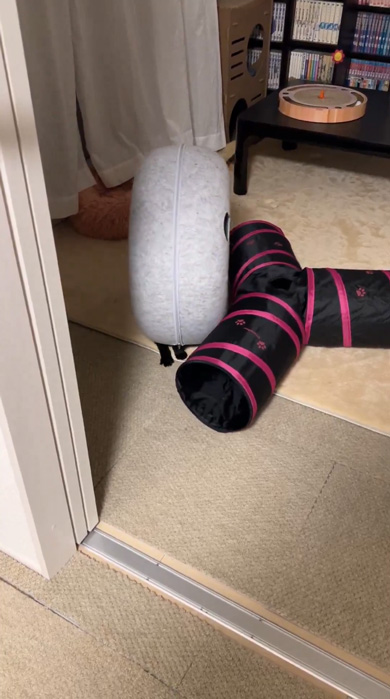 黒猫 独特 遊び方 猫用ハウス ドーナツ 回転 進む