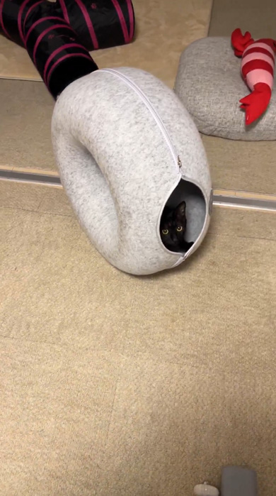 黒猫 独特 遊び方 猫用ハウス ドーナツ 回転 進む