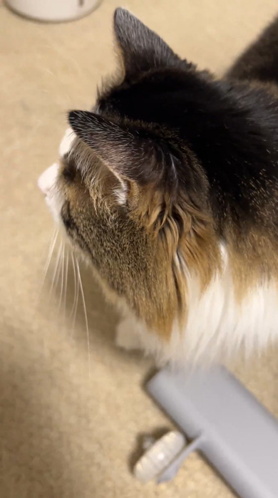 黒猫 独特 遊び方 猫用ハウス ドーナツ 回転 進む