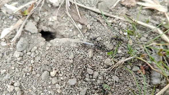 裁判の結果を教えてくれるアリ