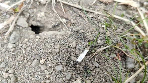 裁判の結果を教えてくれるアリ