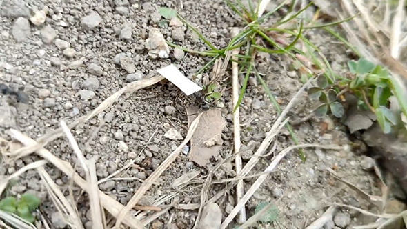 裁判の結果を教えてくれるアリ