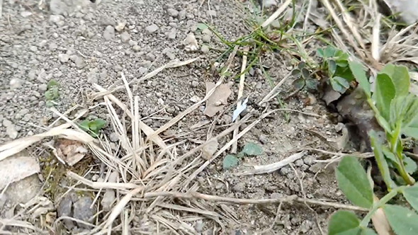 裁判の結果を教えてくれるアリ