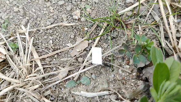 裁判の結果を教えてくれるアリ