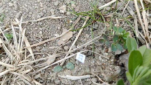 裁判の結果を教えてくれるアリ