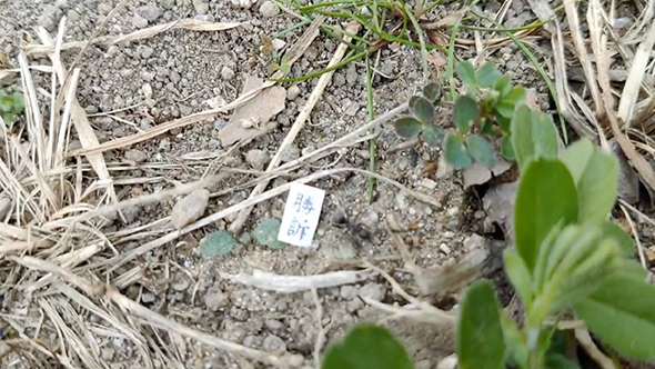 裁判の結果を教えてくれるアリ