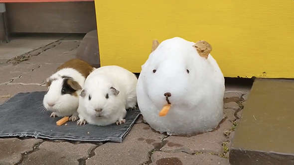 雪で作ったモルモットのとなりに……