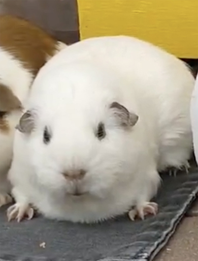 雪で作ったモルモットのとなりに……