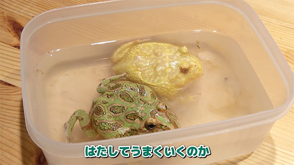 果たしてうまくいくのか