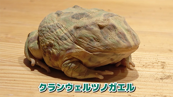 クランウェルツノガエル