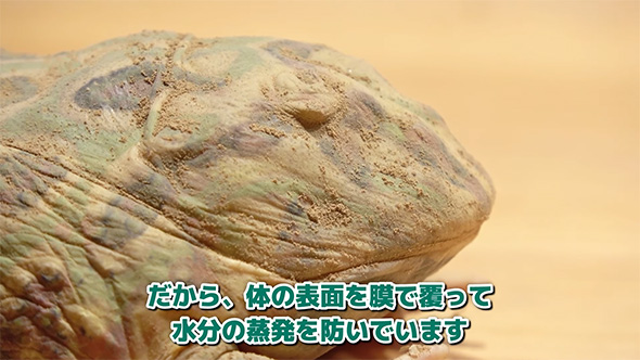 だから体の表面を