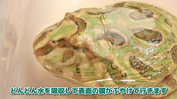 どんどん水を吸収