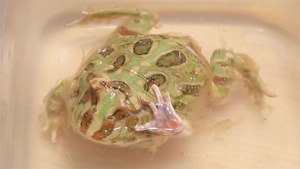 目をこするカエル