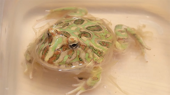 目を開けたカエル