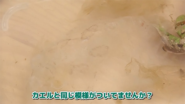 カエルと同じ模様が