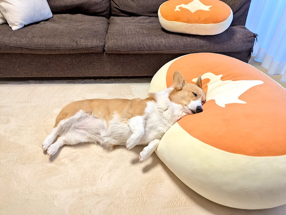 日本地図に見えるこまちちゃん