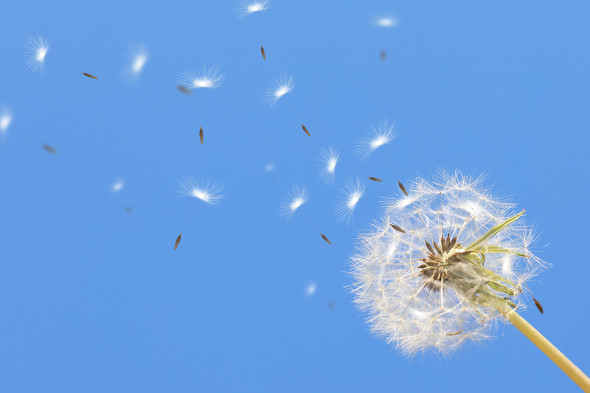 タンポポの保存方法