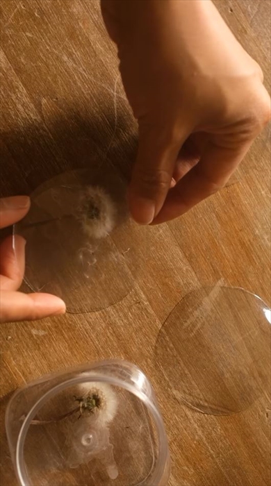 タンポポの保存方法