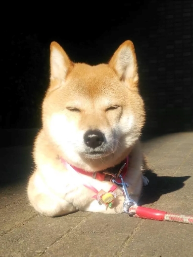 生後2カ月と12年後のビフォーアフター