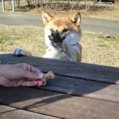 生後2カ月と12年後のビフォーアフター