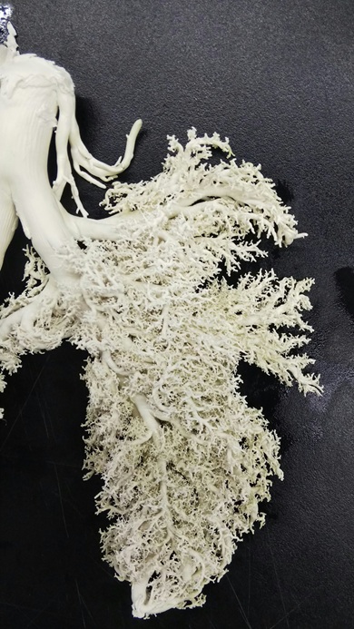 気管支の細かさをしっかり再現しているブタの肺の標本