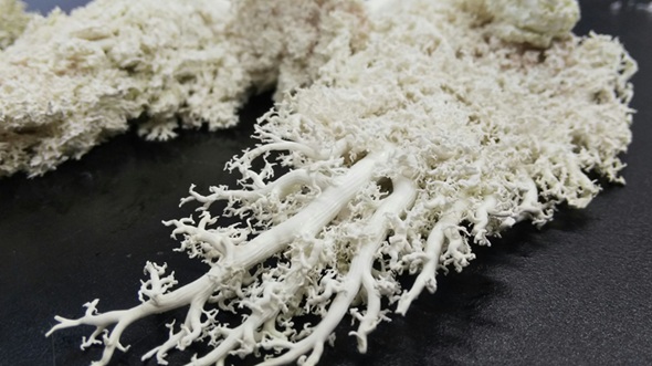 気管支の細かさをしっかり再現しているブタの肺の標本