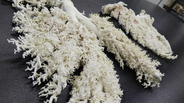 授業で使う教材として作ったブタの肺の標本