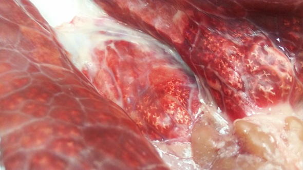 ブタの肺にシリコーン樹脂を流した際の様子