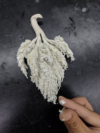 製作から6年が経過し末端が壊れてしまったブタの肺の標本