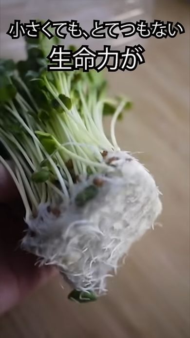 かいわれ大根の根元を使った再生栽培