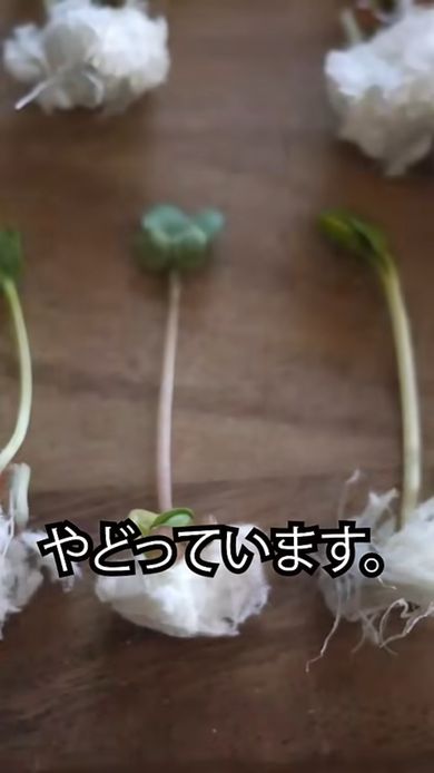 かいわれ大根の根元に残っていた小さなかいわれ大根