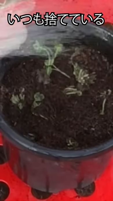 分割したかいわれ大根の根元を土に植える