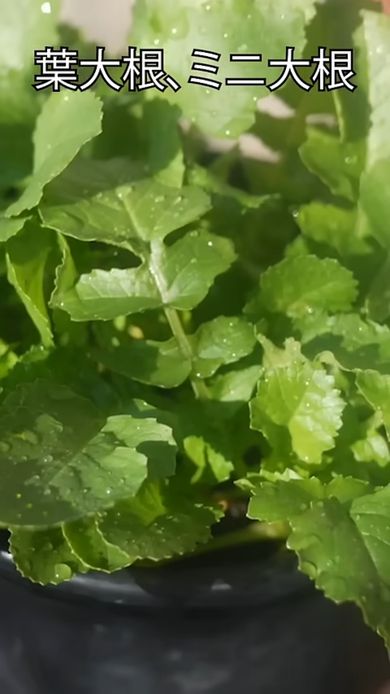 大きく育ったかいわれ大根の株