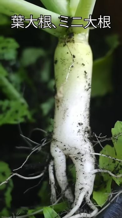 太く育ったミニ大根