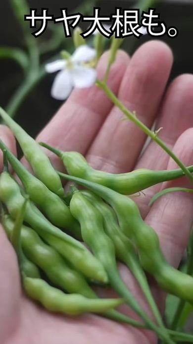 開花後に収穫した若いダイコンの実