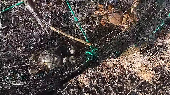 カニが入ったカゴ