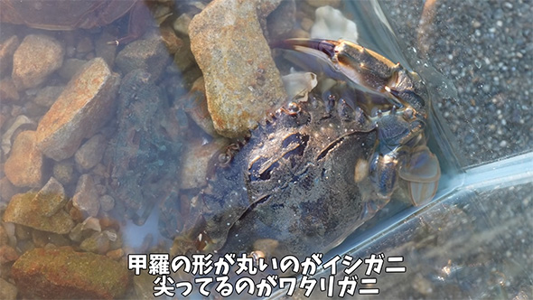 甲羅の形が丸いのが