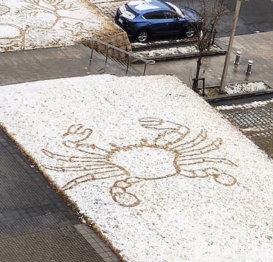 積雪の上にノコギリガザミ