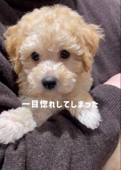 一目ぼれをしてお迎えしたトイプードル