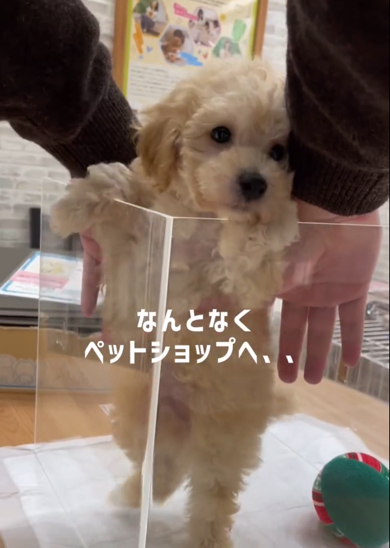 ペットショップで出会ったトイプードル