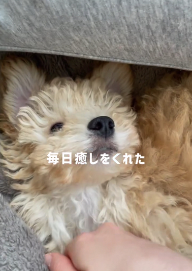 毎日癒やしをくれるトイプードル
