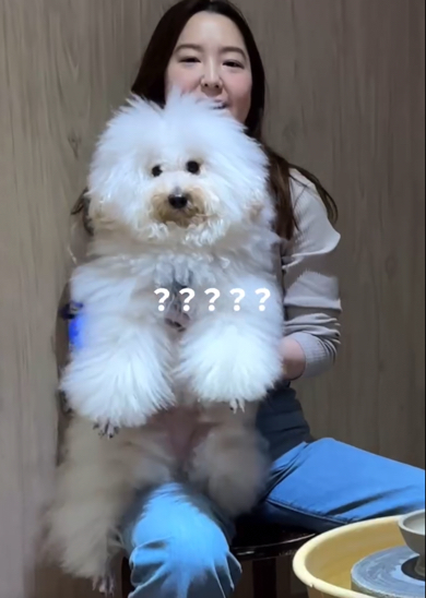 「は？」な成長を見せたトイプードル