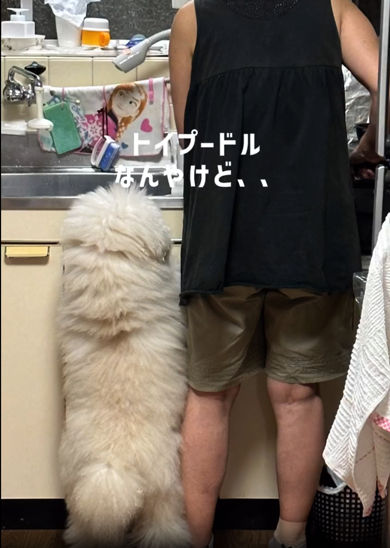 人と並ぶとその大きさが一目瞭然