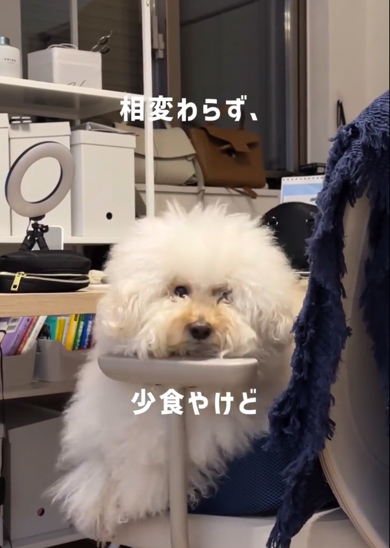 相変わらず小食なトイプードル